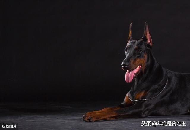 迷你笃宾犬好养吗:杜宾犬好不好养？有没有过来人分享经验？