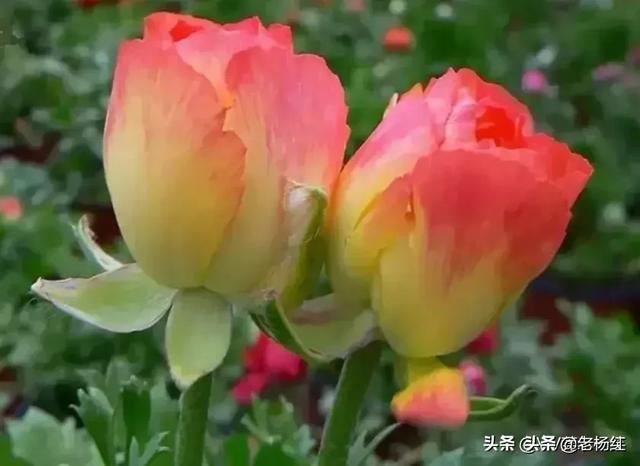 什么样的女人做老婆最好？