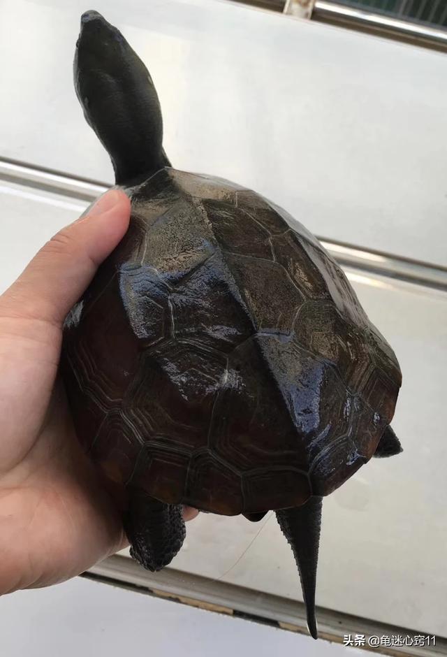 水龟草:那些年你养过的宠物怎么样了？
