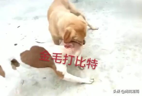 哈士奇和杜宾犬打架谁会赢呢:哈士奇除了有“拆家”的缺点外还有什么优点？ 哈士奇和杜宾犬打架