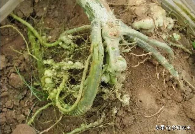 吃什么药能防细螺旋病毒呢:螺旋病毒感染治疗方法 如何预防胃癌的“潜伏杀手”——幽门螺旋杆菌？