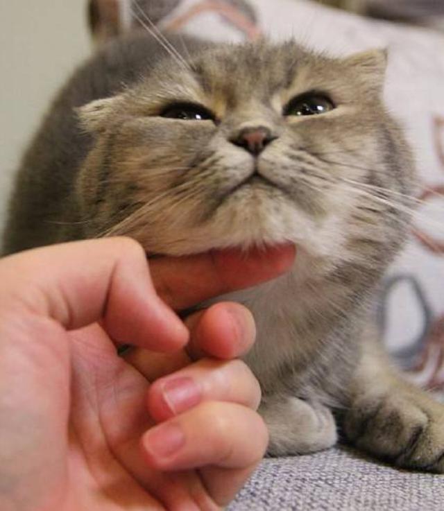 帕拉斯猫视频:主人的哪些无知行为，会害死猫咪？
