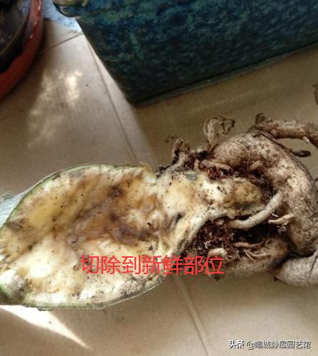 沙漠玫瑰软腐病:多肉沙漠玫瑰腐烂，除了切断扦插，还有什么办法？
