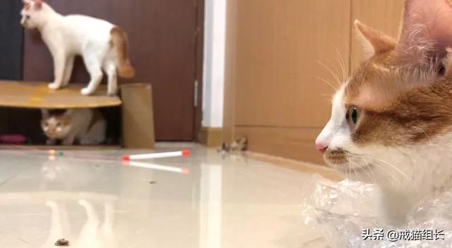 闷猫:猫喜欢吃塑料，该怎么办？