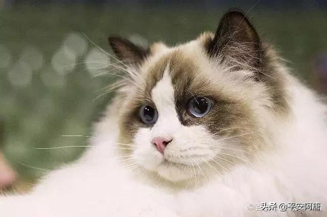 加拿大无毛猫:怎么买斯芬克斯无毛猫不会看好不好怎么买