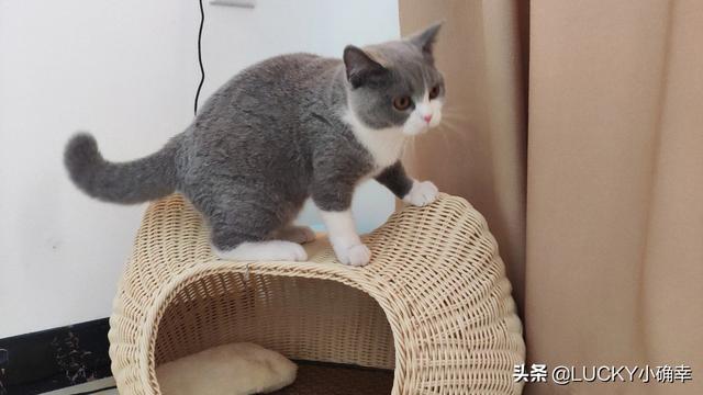 帕拉斯猫为什么不能养:问，猫爱咬人这猫能养吗？ 帕拉斯猫