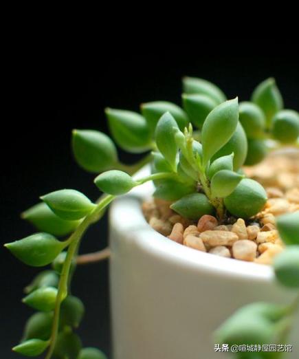 王玉珠帘多肉植物图片:养的多肉好像有点过于茂盛，我该怎么做？
