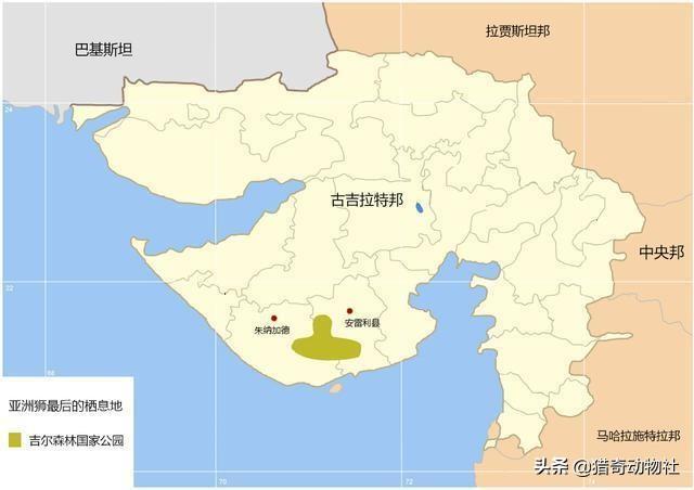 狮子可以近亲繁殖吗:如何看待亚洲狮的保护困境？