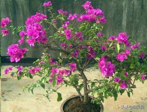 3种花是大忌千万不能养,盆栽勤花三角梅要不要控水？