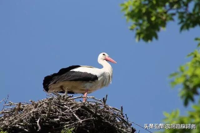下鸟啦网:蔬菜地里好多鸟会吃菜，该怎么防治呢？