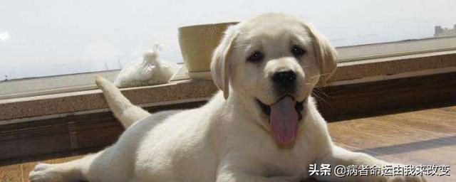 拉布拉多图片 警犬:拉布拉多犬被宠坏了，会有什么表现呢？