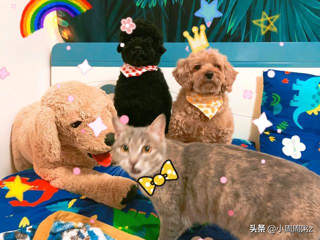 happy猫猫狗狗:猫和狗哪个好养？曾经养过只猫，跑出去后再也没回来，找了很久？