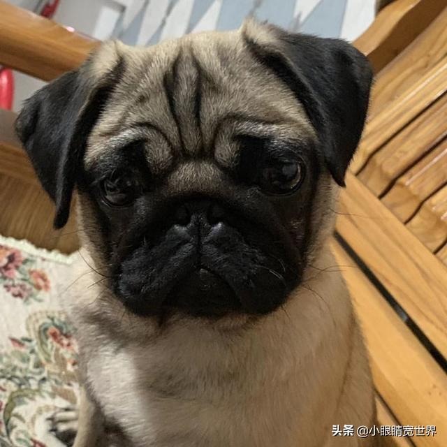 巴哥:巴哥狗自己在家里会孤独吗？