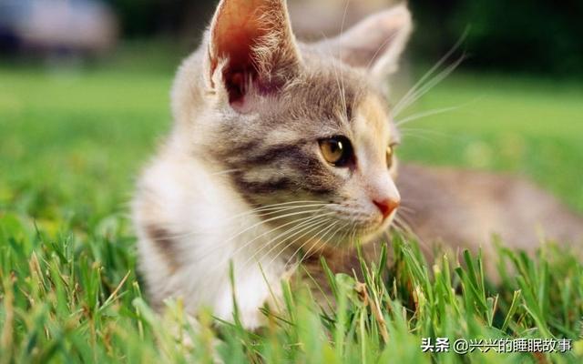 不是以色列沙皮狗的错:电视剧《想明白了再结婚》中有哪些经典的台词？ 以色列沙皮狗