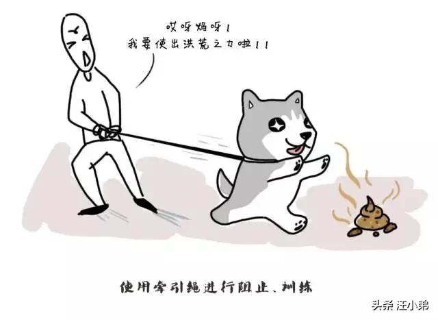 狗吃自己的屎有危害吗:如何让狗狗改掉吃屎的坏毛病？