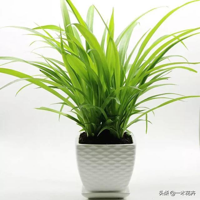 一个绿萝七个鬼啥意思,兰花和吊兰哪个净化空气效果好？