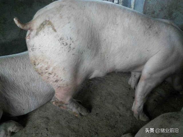 链球菌感染关节炎能治好吗:猪链球菌跛腿什么药最好？ 链球菌感染引起的关节炎怎么治