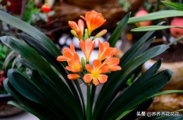 办公室君子兰开花有什么兆头:君子兰六年了第一次开花，是否意味着生命结束了？