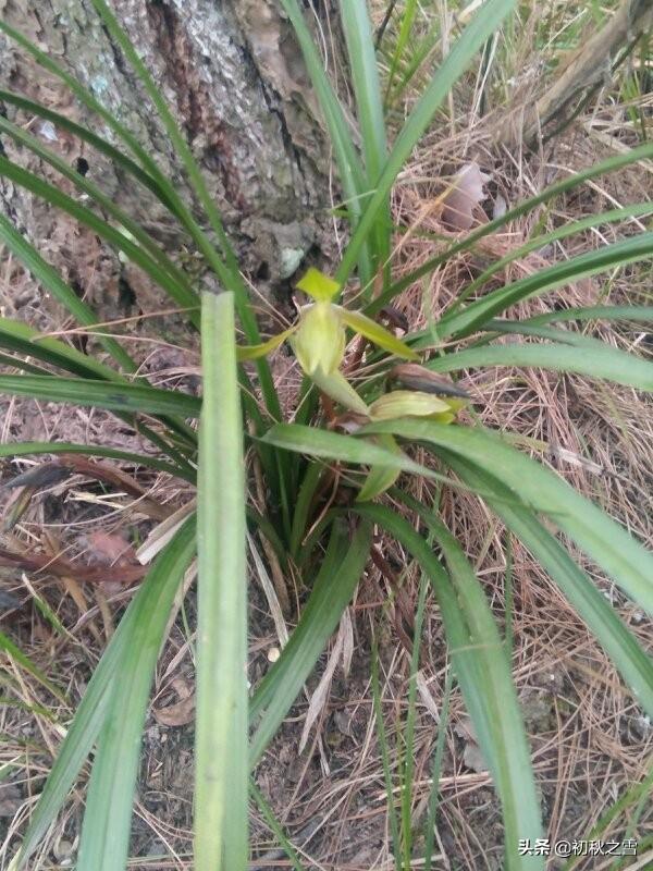 四川达州春兰花:什么时候种植春兰比较合理？