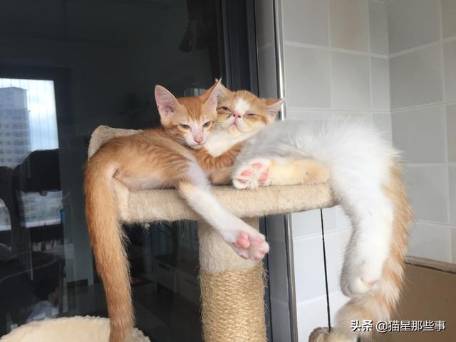 新来的猫发出咕噜咕噜的声音是什么意思:猫咪发出咕噜咕噜的声音，代表什么意思？