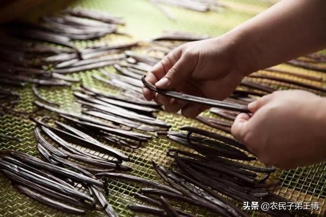 樱花兰花的种植方法:兰花怎么养，兰花的种植方法及栽培技巧？