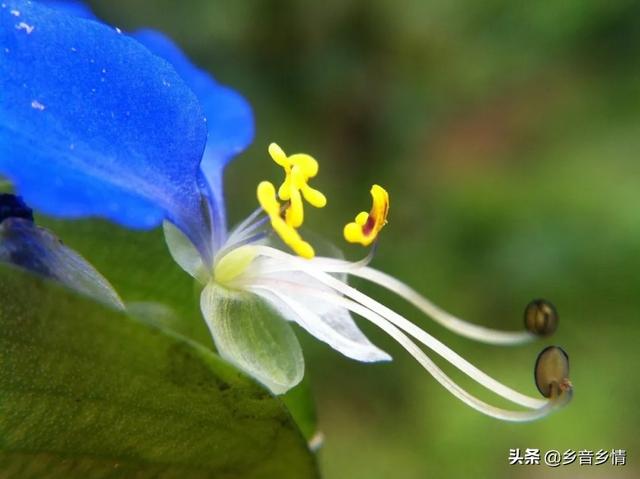 前景草:前景草哪个最好看 农户种植鼠曲草市场前景如何？