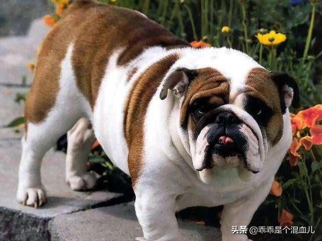 柯基犬窝咳能自愈吗:家里养宠物，有哪些必备药品？