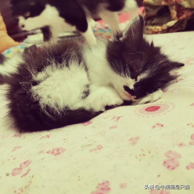 恶徒怀里的小猫咪:恶徒怀里的小猫咪包书网 新拿的小猫，不肯吃也不肯喝，怕人，拼命叫怎么办？