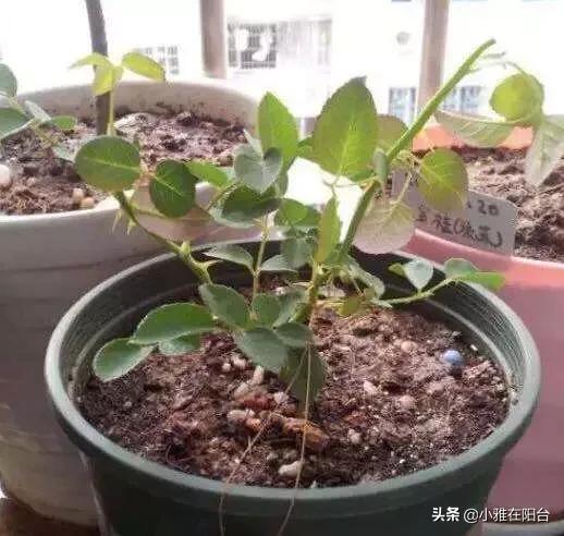 粉红女郎大结局:长大了再看《粉红女郎》是什么感觉？