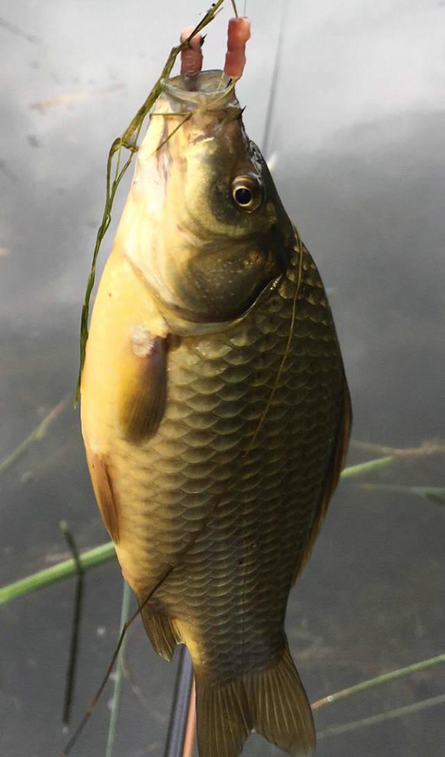 野生鲫鱼是怎么出现的?