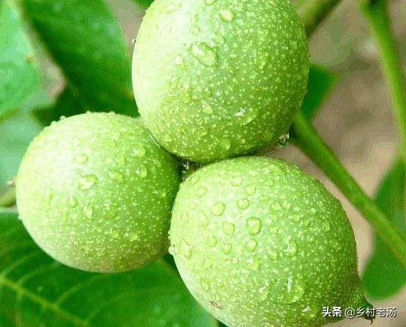 头条问答 如何分辨黑桃树花芽 10个回答