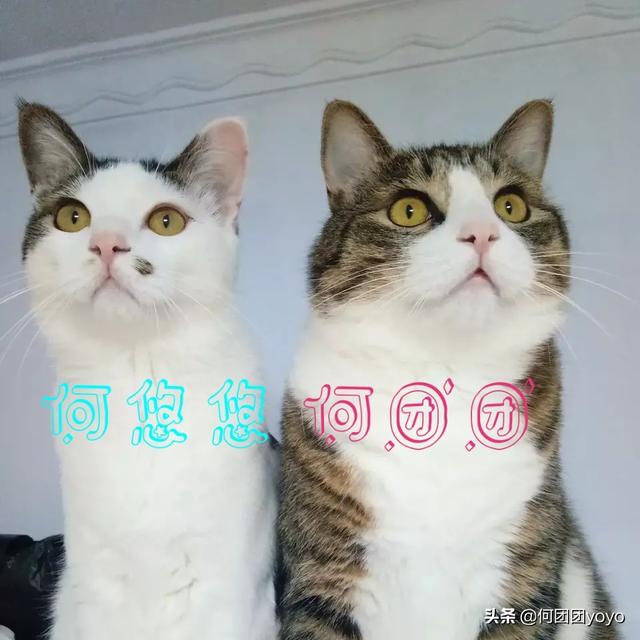 当猫爱上狗11:十斤的狸花猫可以打得过十斤的土狗吗？为什么？