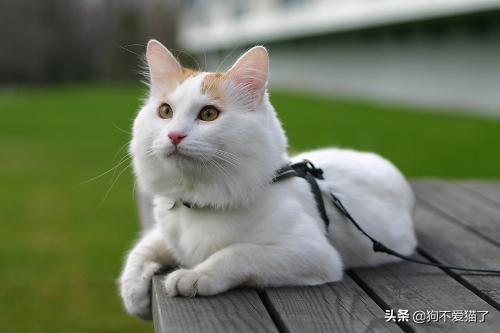 猫咪发腮粉有副作用吗？猫咪发腮粉去哪里买？
