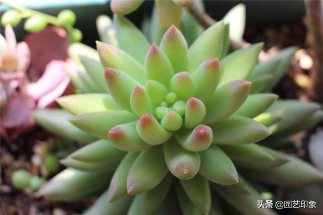 长生草属多肉植物图片:长生草属多肉植物 莲花形状的多肉哪个品种好养活？