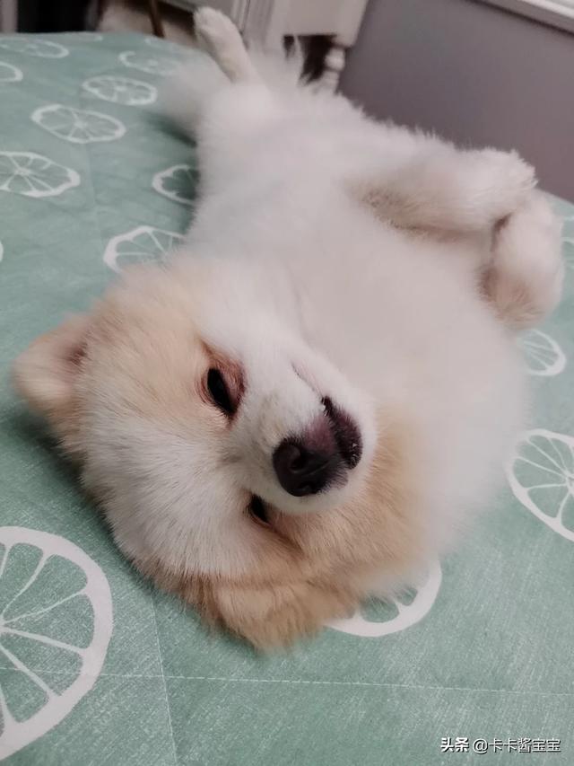 母狗:小母狗好不好养？应该注意什么？