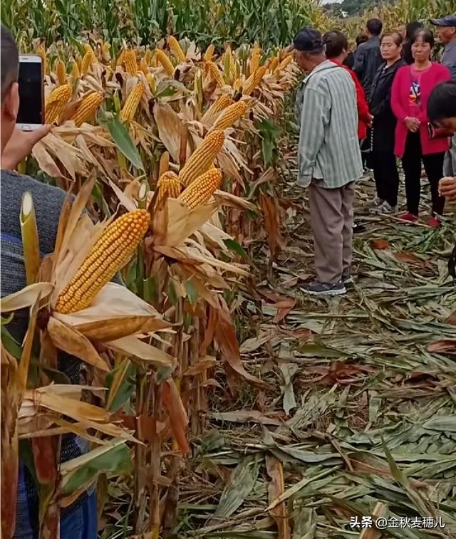 鸟类:春耕农民播种农作物种子时，怎样防病虫害和鸟雀啄食？ 鸟类视频大全