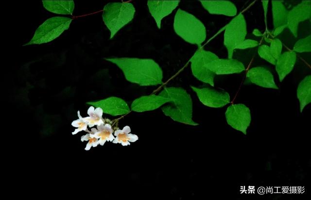 猥实产地:中国最好的生蚝属于哪个地方？