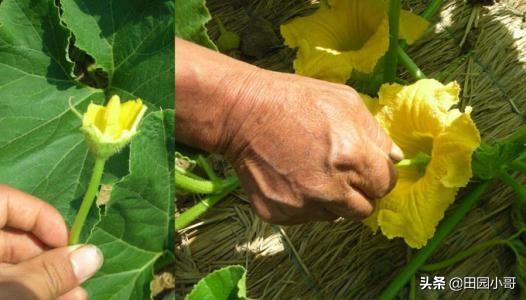 头条问答 南瓜雌花开花后二三天授粉可以吗 4个回答