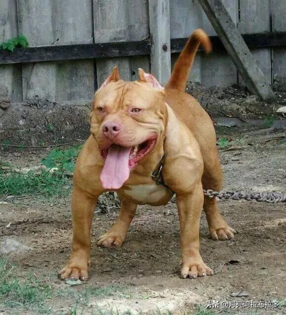 头条问答 一只成年的银背大猩猩 和比特犬搏斗可以坚持多久 为什么 高兴就好7101的回答 0赞