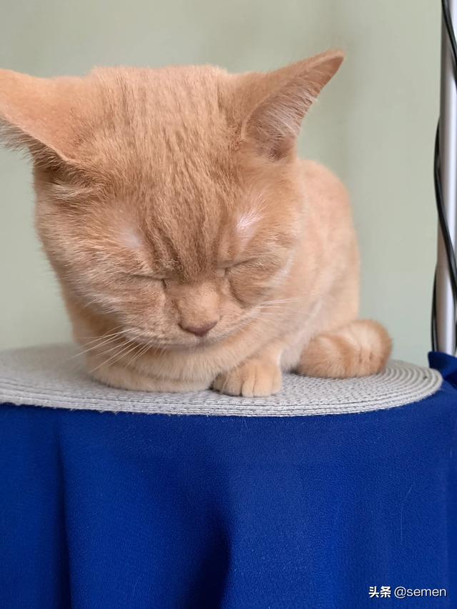 中华田园猫橘猫性格:猫咪会害怕主人抛弃它吗？