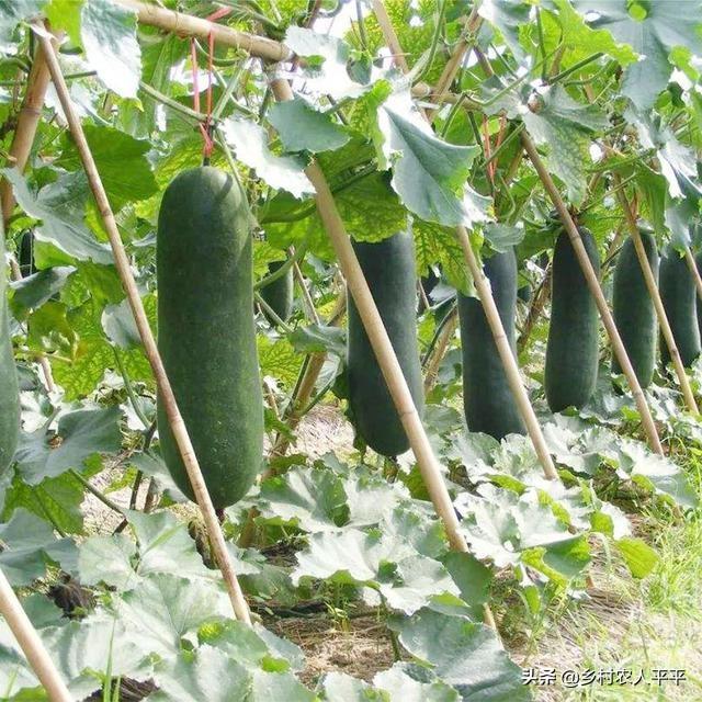 头条问答 种植冬瓜是用种子直接种 还是先育苗后再移栽 35个回答