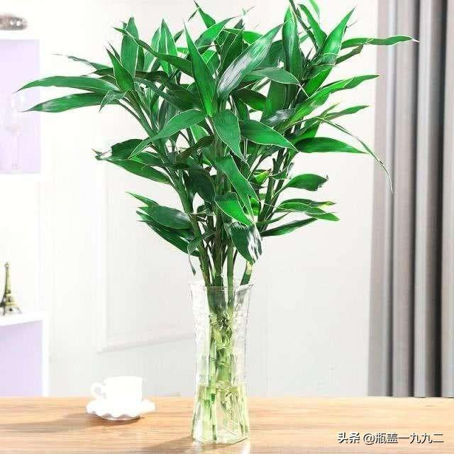 富贵竹和银柳配图片:怎样让买来的富贵竹快速生根？