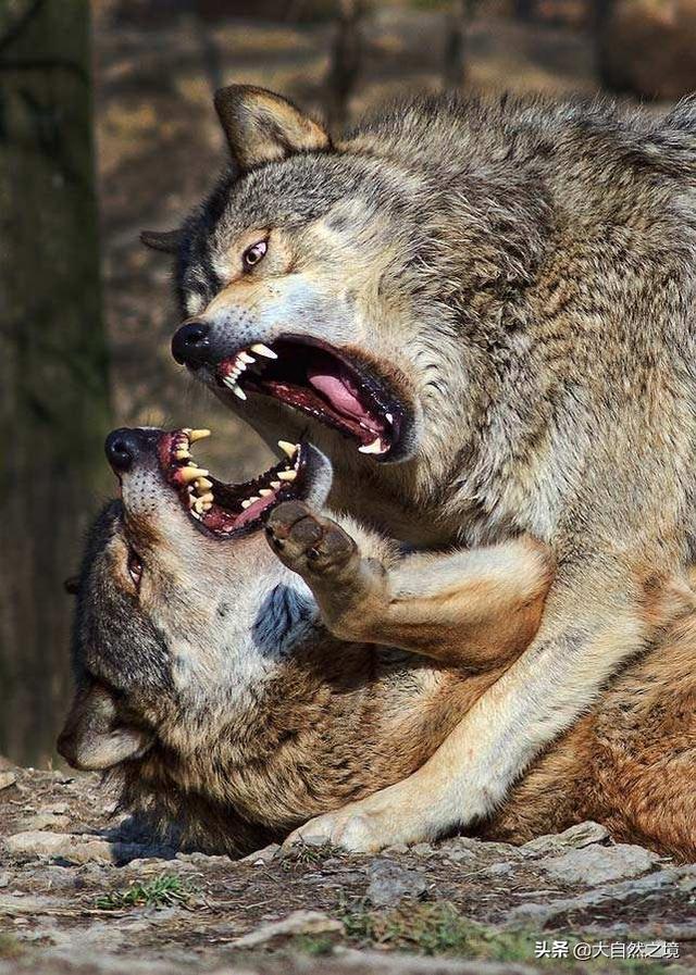 蜜獾与比特犬打架视频:如果“平头哥”和狼相遇，你认为谁胜谁负？