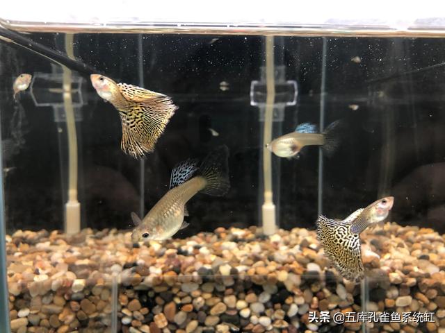小型观赏鱼图片与名字:想养小型鱼有哪些推荐的？