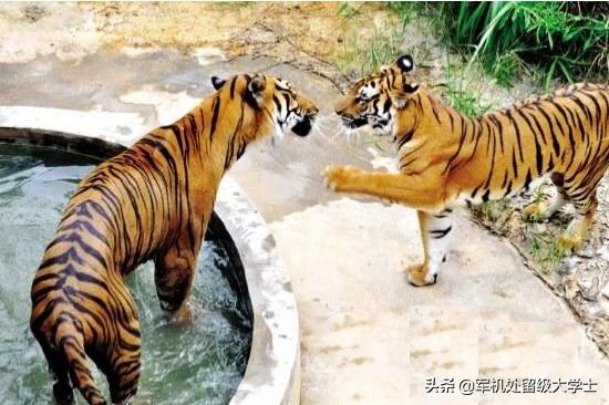 阿根廷杜高vs狮子:雄狮几岁成年，一头成年雄狮可以对抗多少只鬣狗？