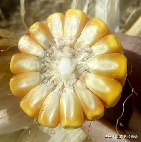 玉米轴 玉米轴煮水的功效
