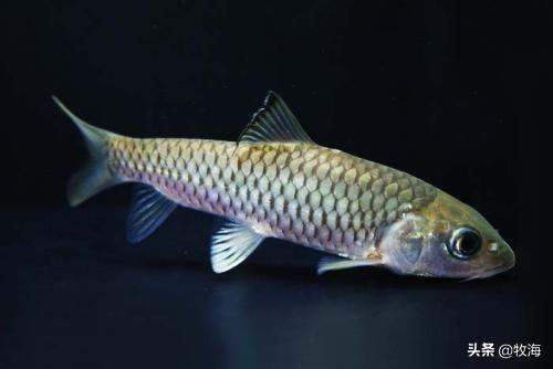 你们好,请问一下各位娟鱼吃什么食物?-生活百科