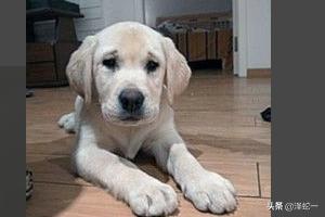 拉布拉多犬训练方法:怎样训练拉布拉多，注意口令须简单？
