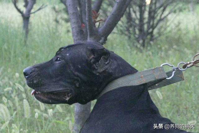 犬冠状病毒病症状图片:犬冠状病毒治疗图片 狗狗得了犬冠状病毒怎么处理？有什么症状？