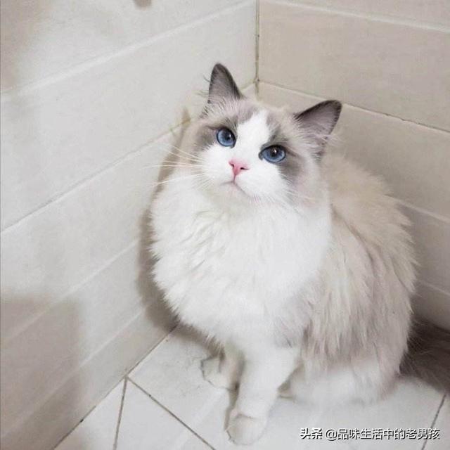 嘉兴布偶猫园:第一次养猫养起司还是布偶？